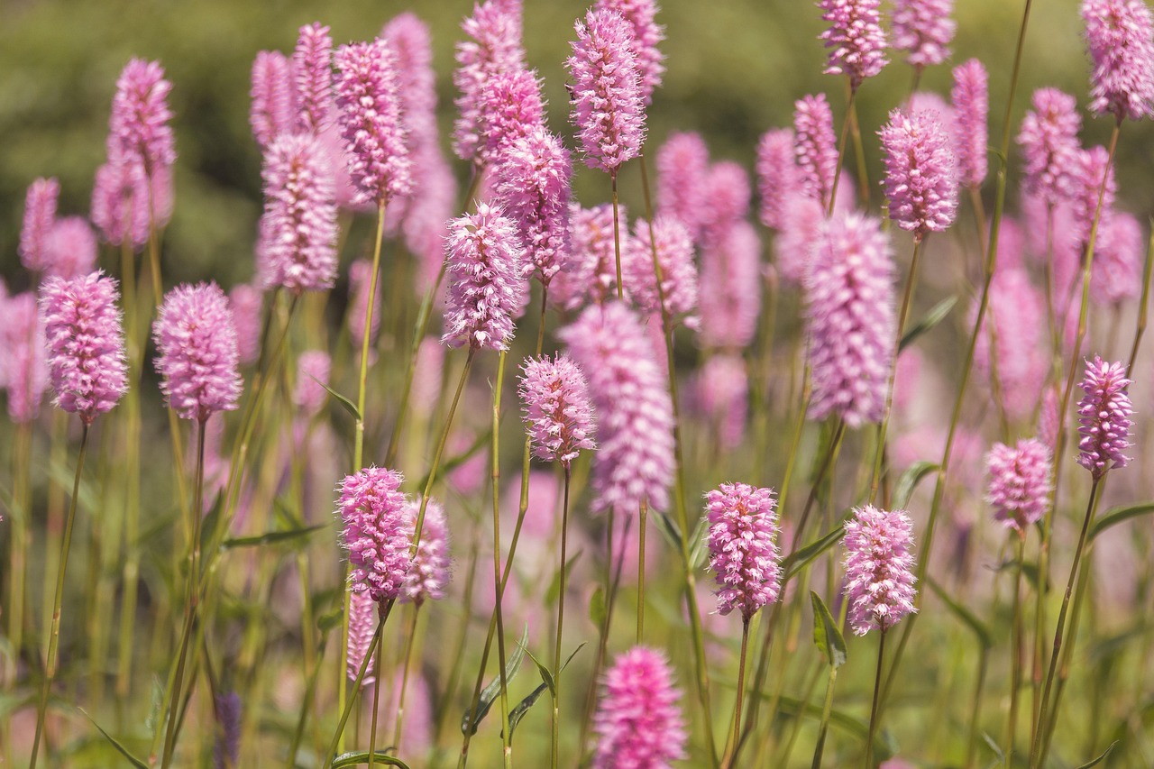 Bayerische Motoren Werke (BMW의 독일어 이름)